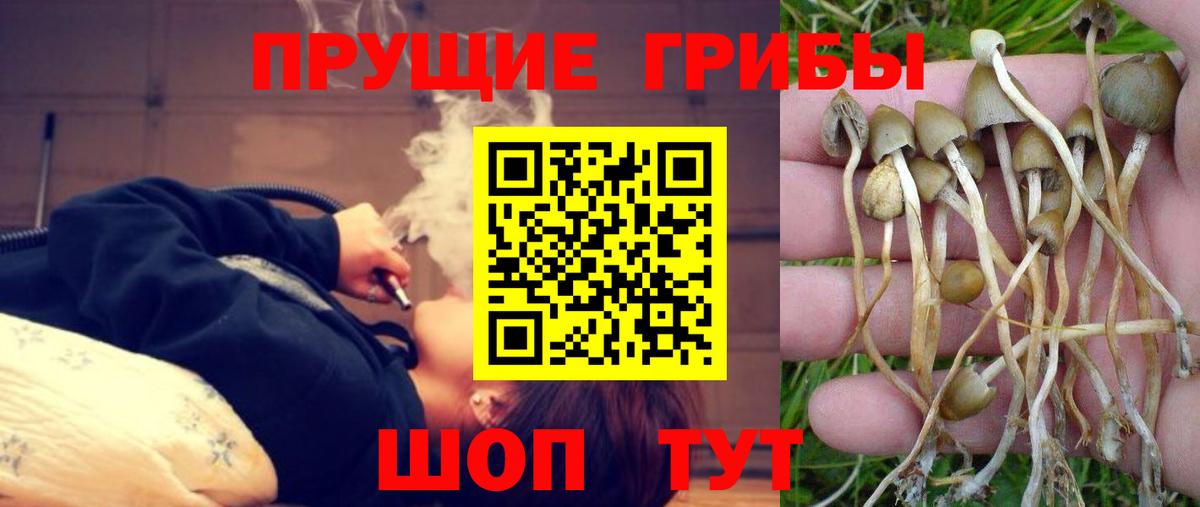 Псилоцибиновые грибы Cubensis Кумертау